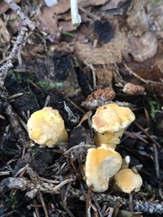 Cantharellus enelensis