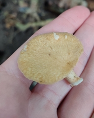 Cerioporus leptocephalus