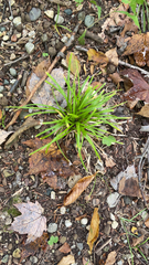 Carex pedunculata