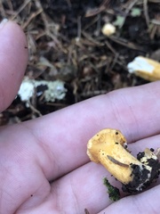 Cantharellus enelensis