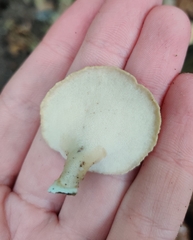 Cerioporus leptocephalus