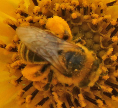 Melissodes trinodis