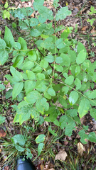 Zanthoxylum americanum