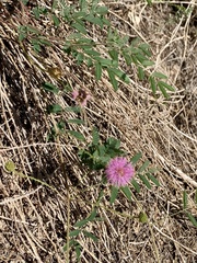 Mimosa quadrivalvis