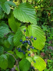 Viburnum scabrellum