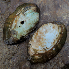 Ortmanniana ligamentina