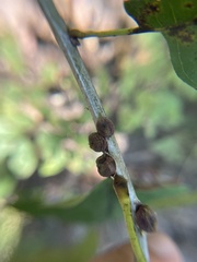 Kokkocynips