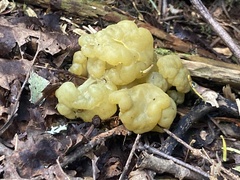 Leotia lubrica