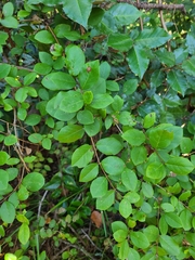 Lonicera fragrantissima