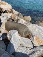 Arctocephalus forsteri