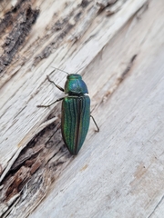 Buprestis aurulenta