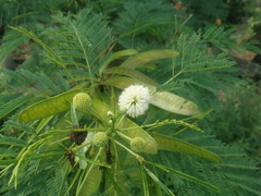 Leucaena