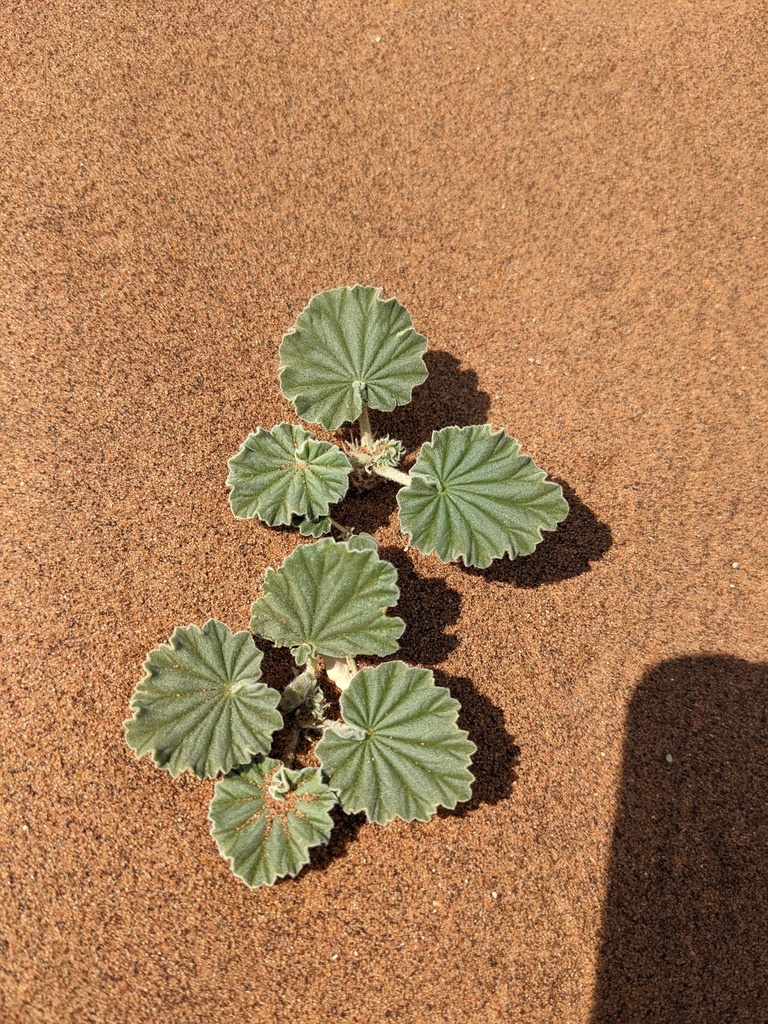 Monsonia ignorata, Hardap Region, Namibia