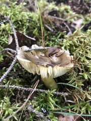 Tricholoma subsejunctum