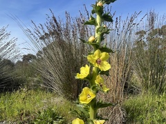 Verbascum virgatum