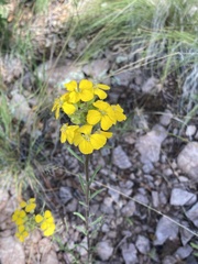 Erysimum capitatum