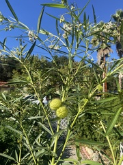 Gomphocarpus physocarpus
