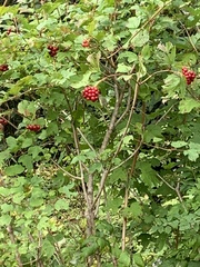 Viburnum