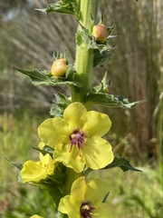Verbascum virgatum