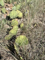 Opuntia gilvescens