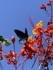 Papilioninae