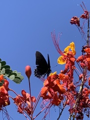 Papilioninae