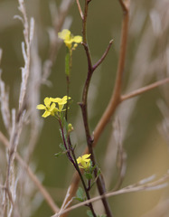 Rhamphospermum nigrum