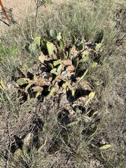 Opuntia gilvescens