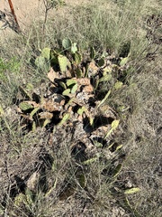 Opuntia gilvescens