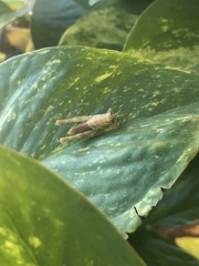 Melanoplus differentialis