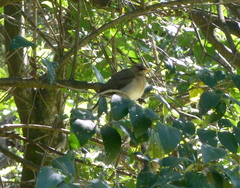 Turdus amaurochalinus