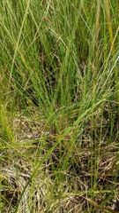 Carex lasiocarpa