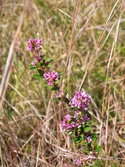 Lespedeza virginica