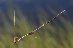 Carex lasiocarpa