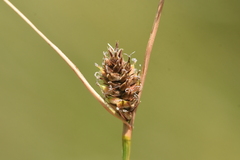 Carex lasiocarpa