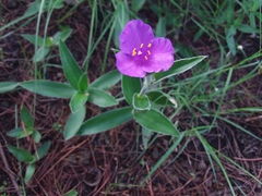 Tradescantia crassifolia