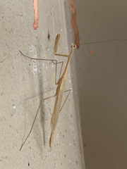 Bistanta mexicana