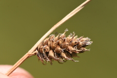 Carex lasiocarpa