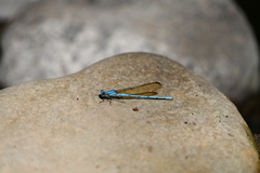 Argia westfalli