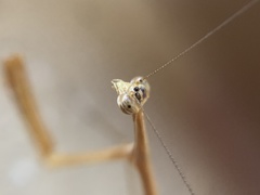 Bistanta mexicana