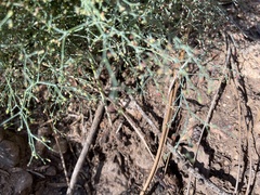 Eriogonum plumatella