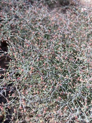 Eriogonum plumatella