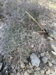 Eriogonum plumatella