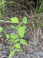 Euphorbia graminea