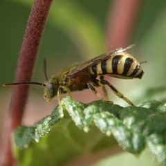 Agapostemon