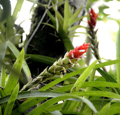 Guzmania monostachia