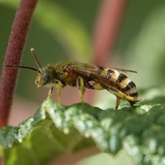 Agapostemon