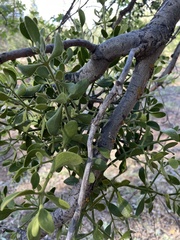 Phoradendron villosum