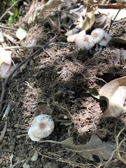 Agaricus subrufescens