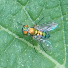 Condylostylus caudatus